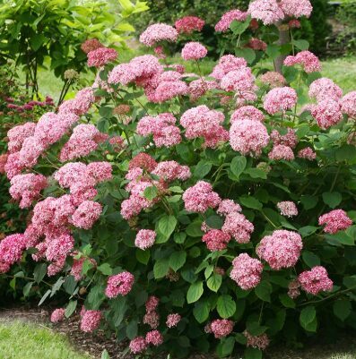 Kokveida hortenzija 'Pink Annabelle'